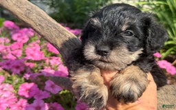 Schnoodle dogs for sale: Isaac - Image 2