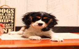 Cavalier King Charles Spaniel dogs for sale: Barklee - Image 3