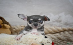 Chihuahua dogs for sale: Samuel - Image 1