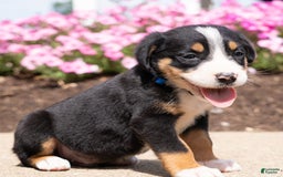 Greater Swiss Mountain Dog dogs for sale: Hans - Image 2
