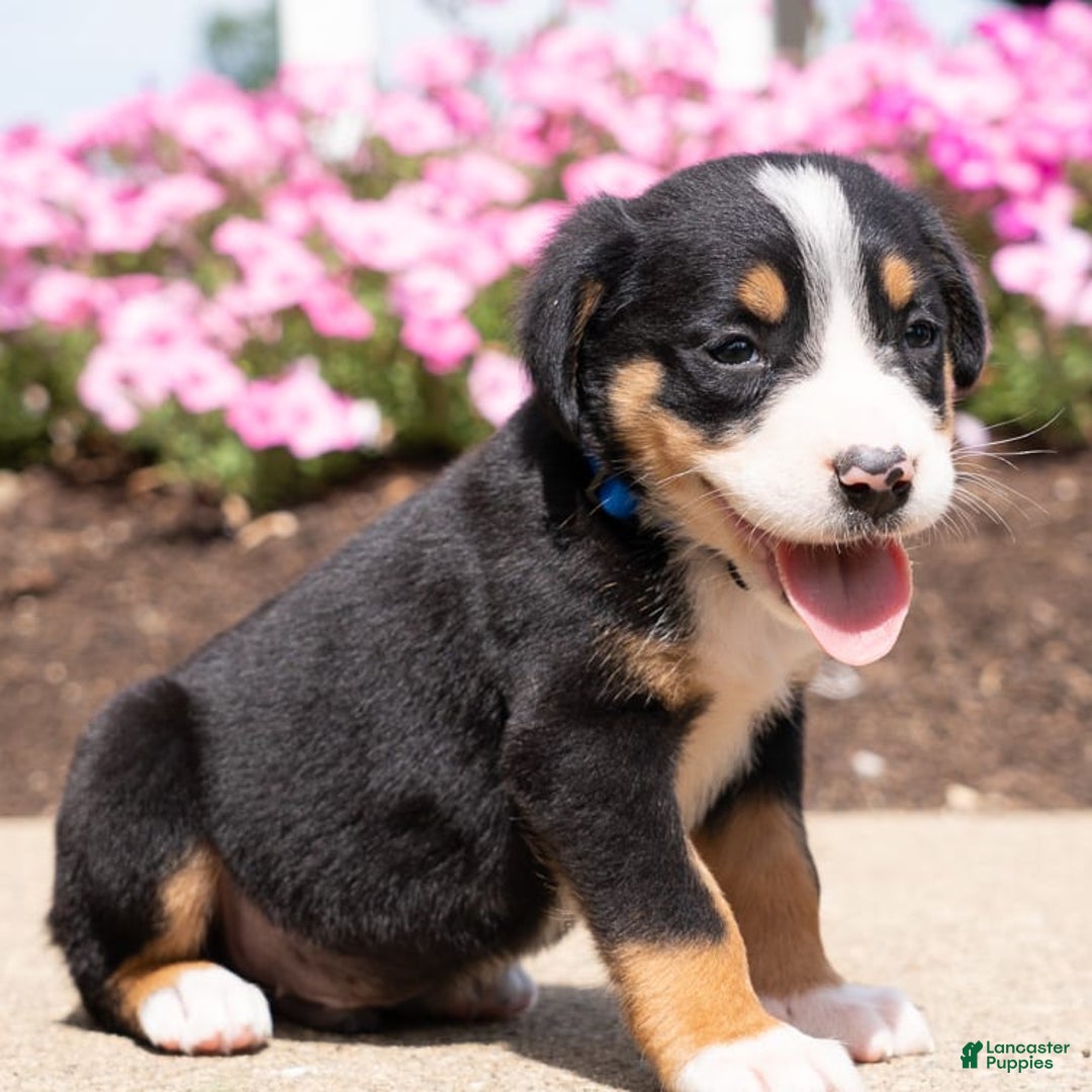 Greater Swiss Mountain Dog dogs for sale: Hans - Image 2