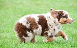 Australian Shepherd dogs for sale: Dexter - Image 13