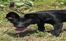 German Shepherd dogs for sale: Jaydah - Image 4