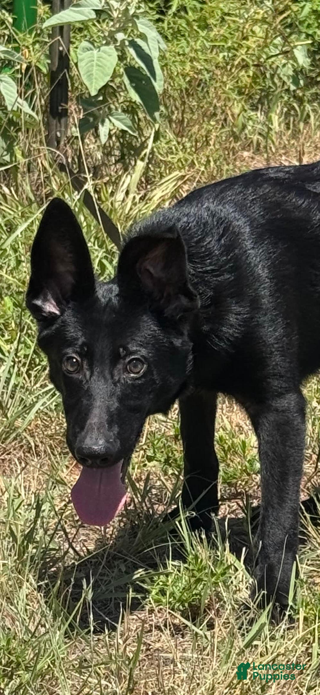 German Shepherd dogs for sale: Jaydah - Image 4
