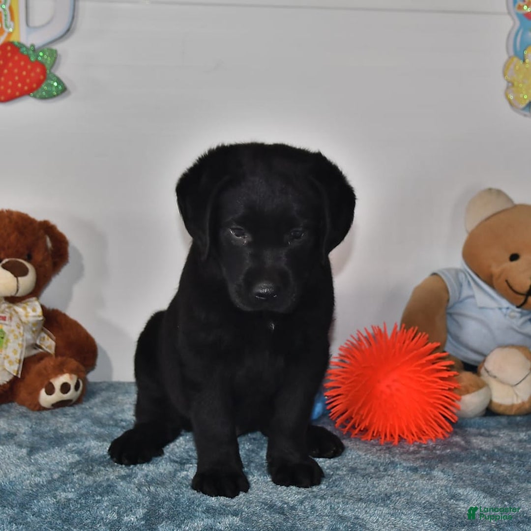Labrador Retriever dogs for sale: Jesse - Image 5