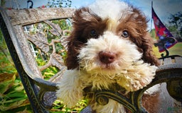 Havapoo dogs for sale: Harley - Image 5
