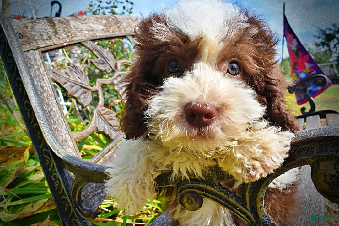 Havapoo dogs for sale: Harley - Image 5