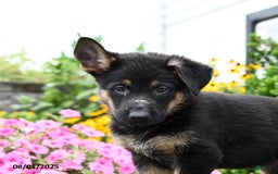German Shepherd dogs for sale: Scarlet - Image 3