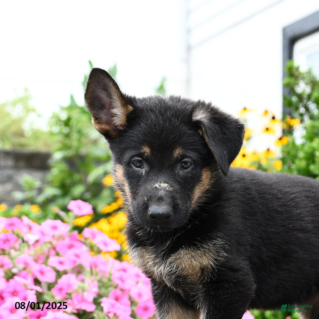 German Shepherd dogs for sale: Scarlet - Image 3