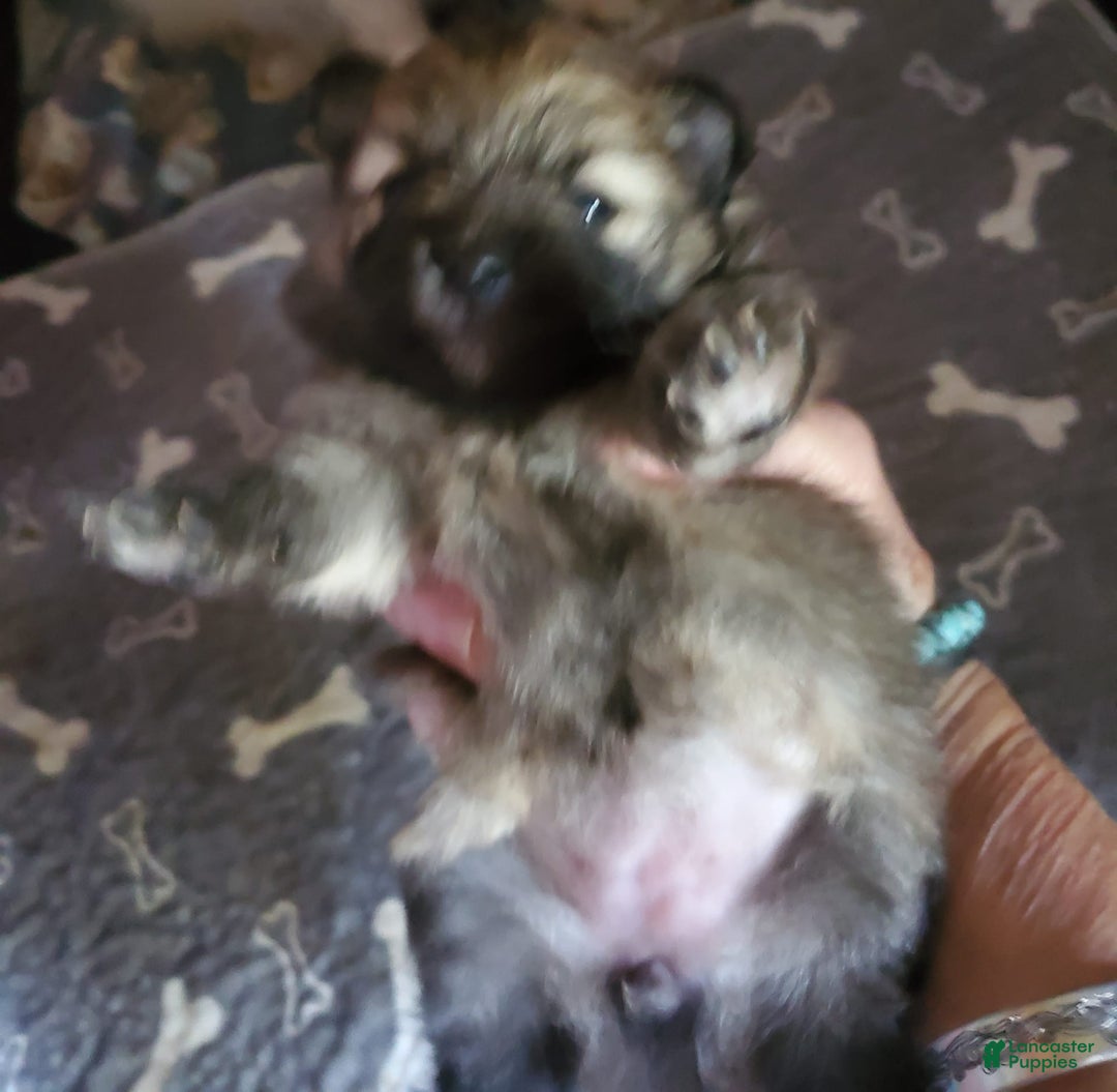 Pomeranian dogs for sale: June - Image 3