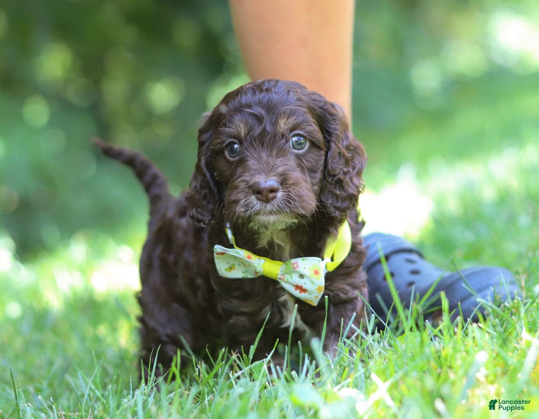Cockapoo dogs for sale: Kane - Image 5