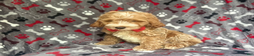 Spud