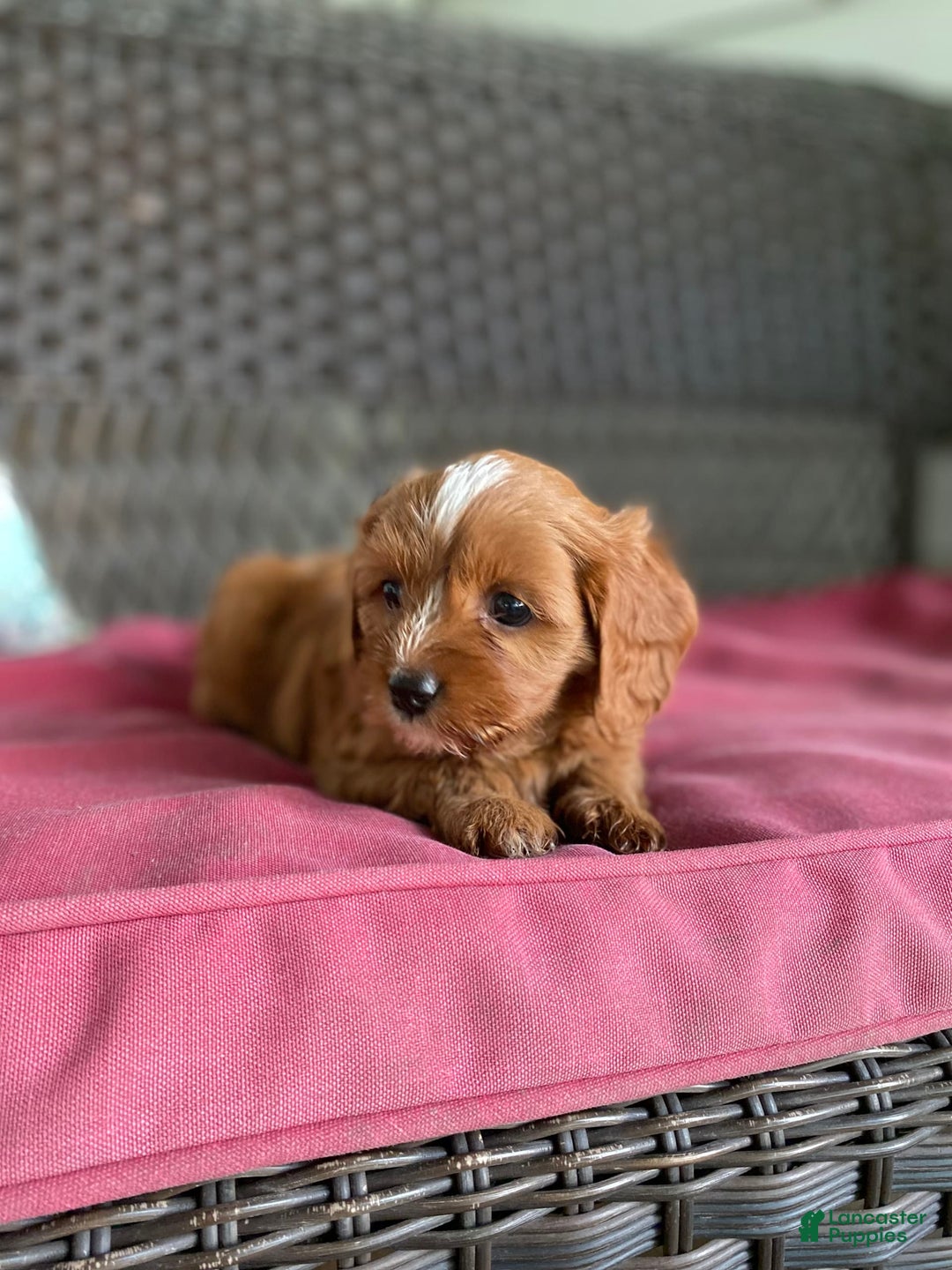 Cavapoo dogs for sale: Maverick - Image 15