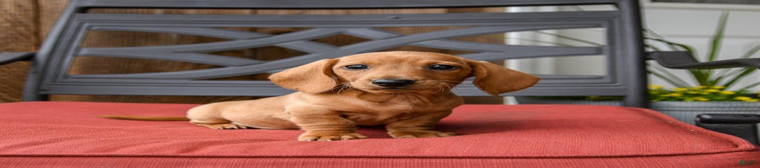 Amigo