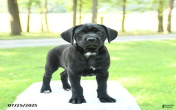 Cane Corso dogs for sale: Marigold - Image 3