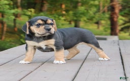 Beabull dogs for sale: Hope - Image 10