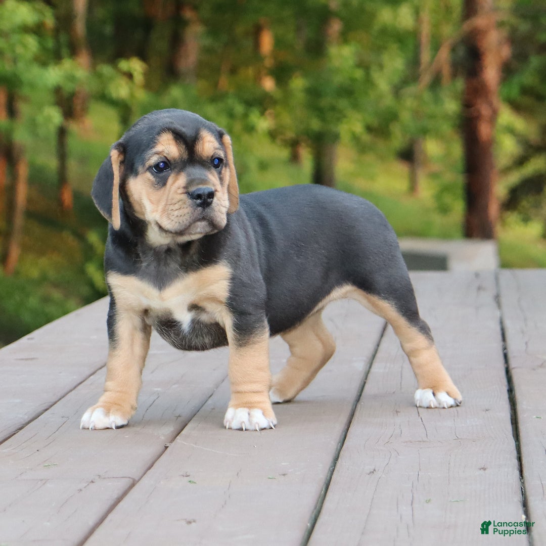 Beabull dogs for sale: Hope - Image 10