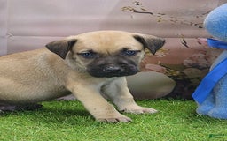 Catahoula Leopard Dog dogs for sale: Goldie 2025 M2 - Image 21