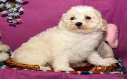 Shihpoo dogs for sale: Bubbles - Image 7