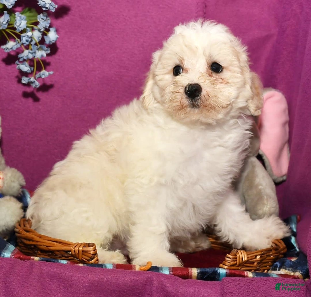 Shihpoo dogs for sale: Bubbles - Image 7