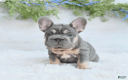 French Bulldog dogs for sale: Riot - Image 1