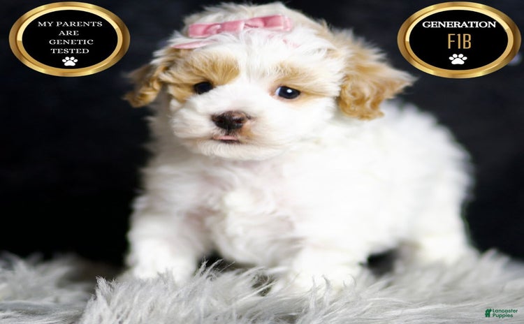 Maltipoo dogs for sale - Ad 4