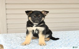 Gerberian Shepsky dogs for sale: Jade - Image 2