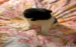 Pomeranian dogs for sale: Parti Girl - Image 4