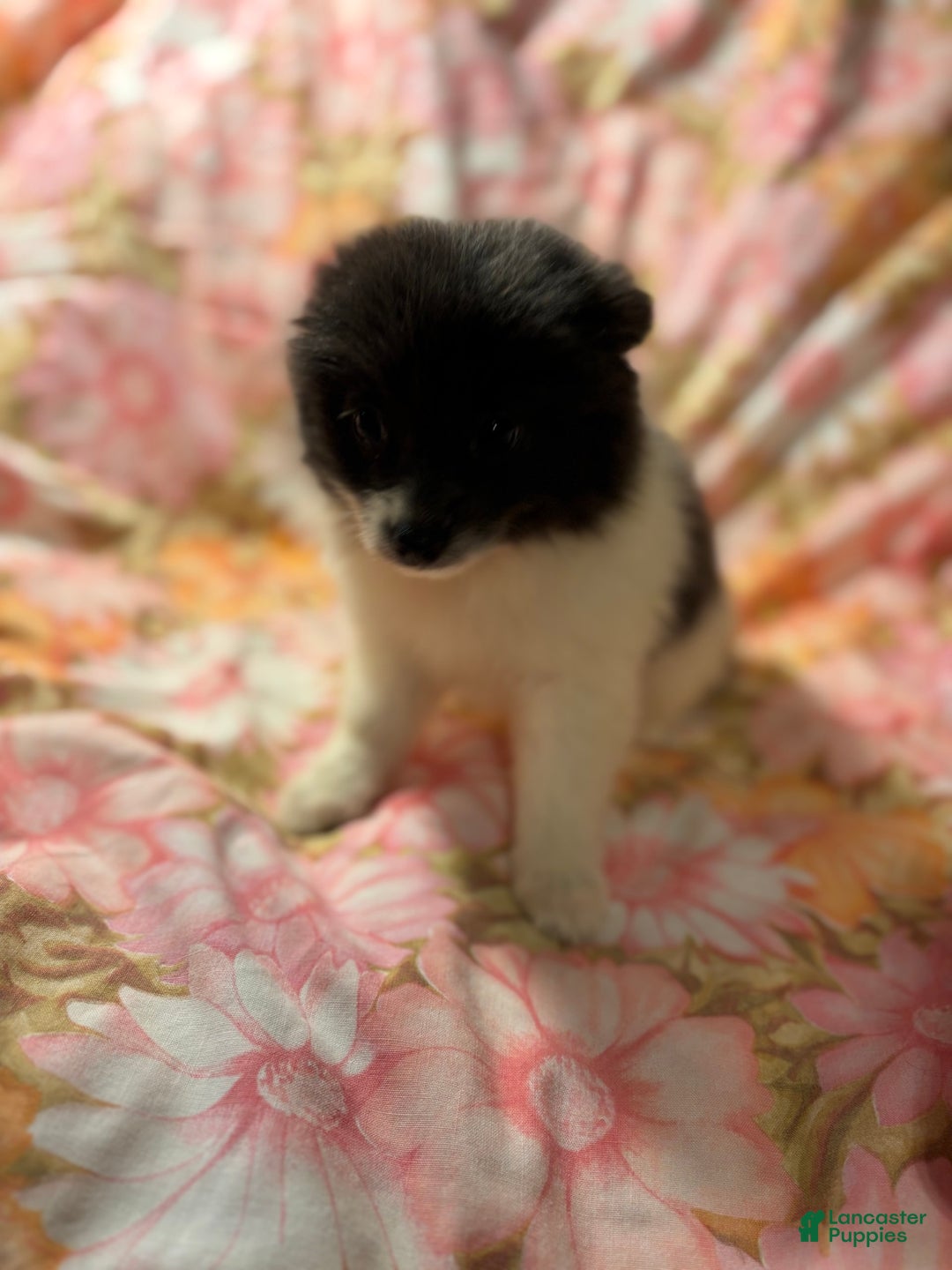 Pomeranian dogs for sale: Parti Girl - Image 4