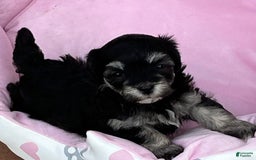 Maltipoo dogs for sale: Precious - Image 8