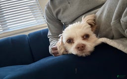 Shihpoo dogs for sale: Rover - Image 11