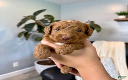 Mini Goldendoodle dogs for sale: Liam - Image 1