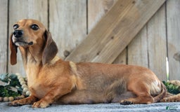 Miniature Dachshund dogs for sale: Dozer - Image 4