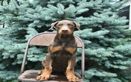 Doberman Pinscher dogs for sale: Petal - Image 7
