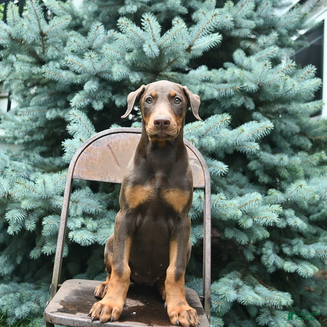 Doberman Pinscher dogs for sale: Petal - Image 7