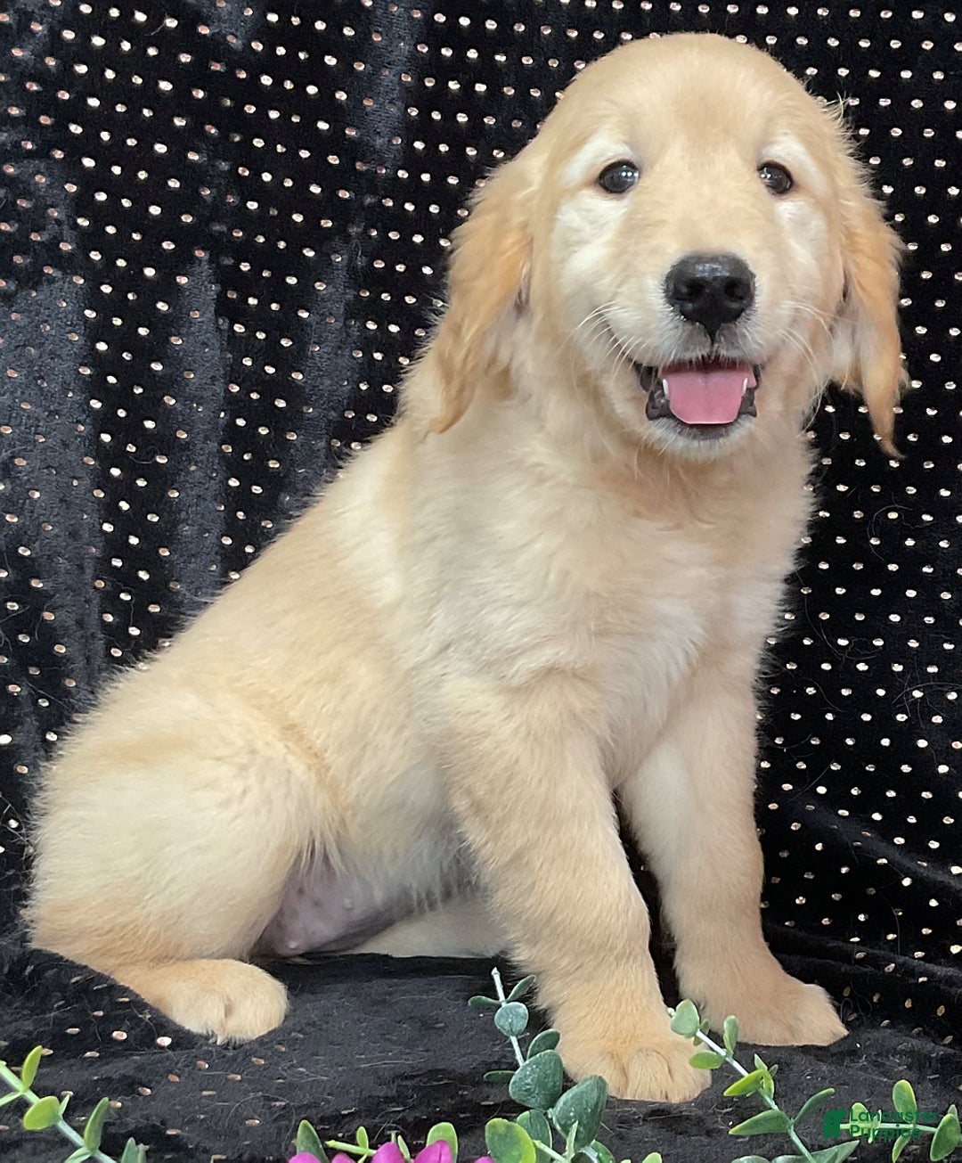 Golden Retriever dogs for sale: Archie - Image 1