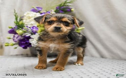 Jack Russell Terrier dogs for sale: Remy - Image 4