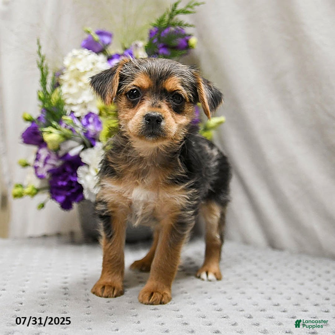Jack Russell Terrier dogs for sale: Remy - Image 4