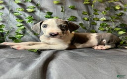 Great Dane dogs for sale: Sally Akc Harlequin - Image 16