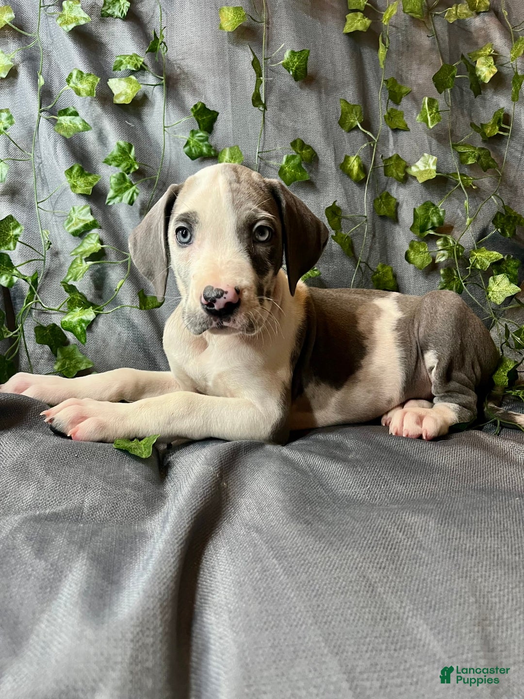 Great Dane dogs for sale: Sally Akc Harlequin - Image 16
