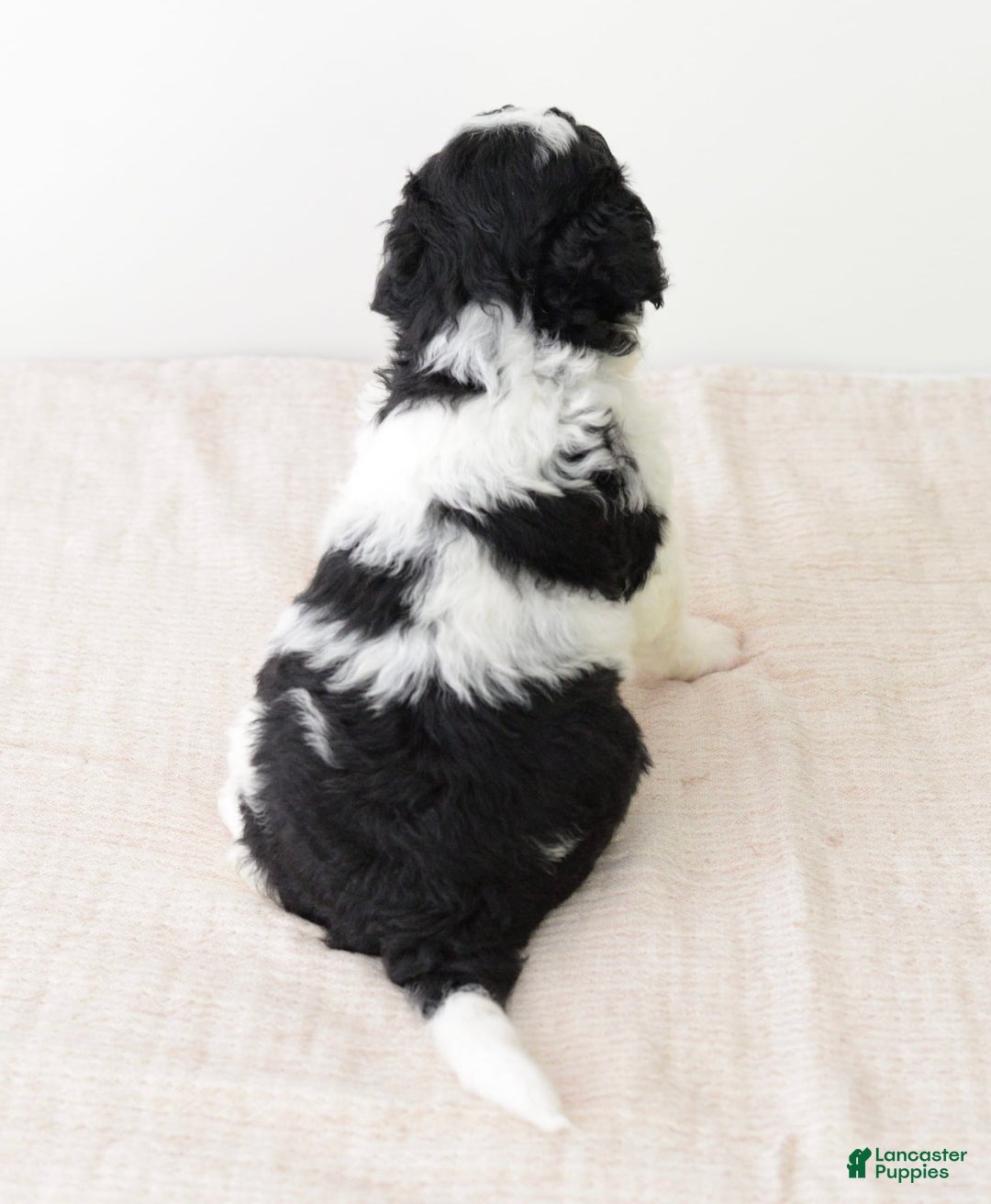 Bernedoodle dogs for sale: Graham-medium - Image 4