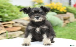 Miniature Schnauzer dogs for sale: Prairie - Image 5