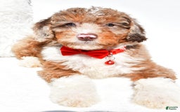 Mini Aussiedoodle dogs for sale: Emma - Image 3