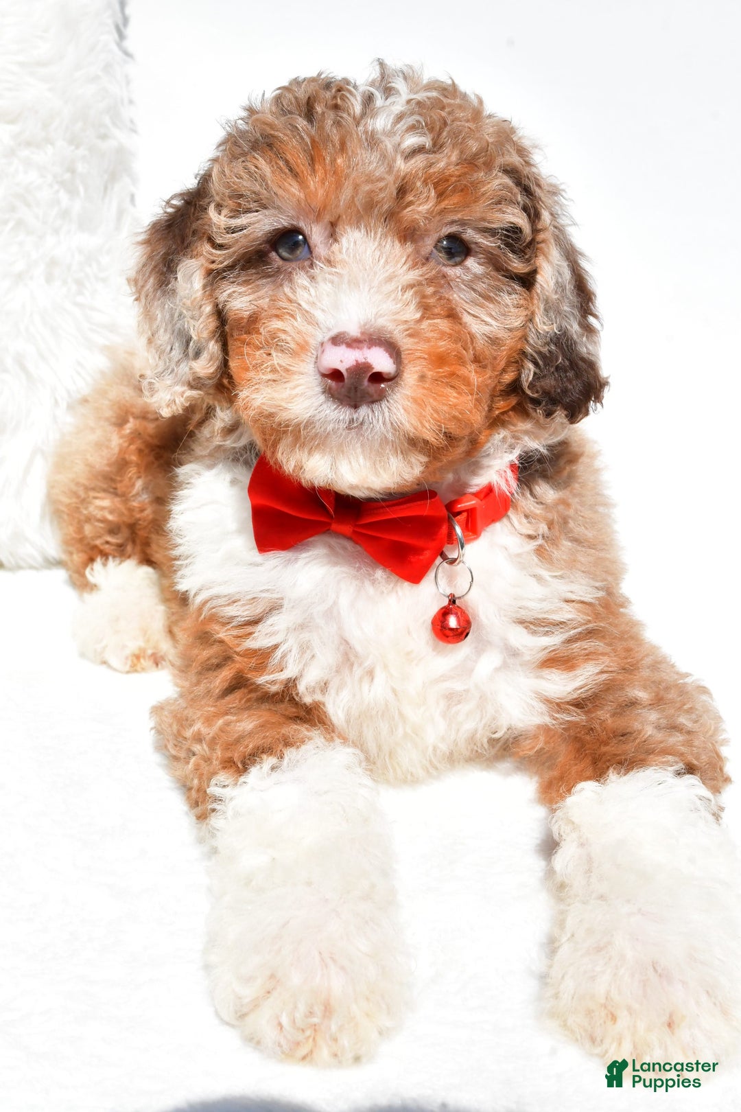 Mini Aussiedoodle dogs for sale: Emma - Image 3