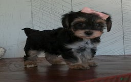 Yorkiepoo dogs for sale: Avery - Image 3