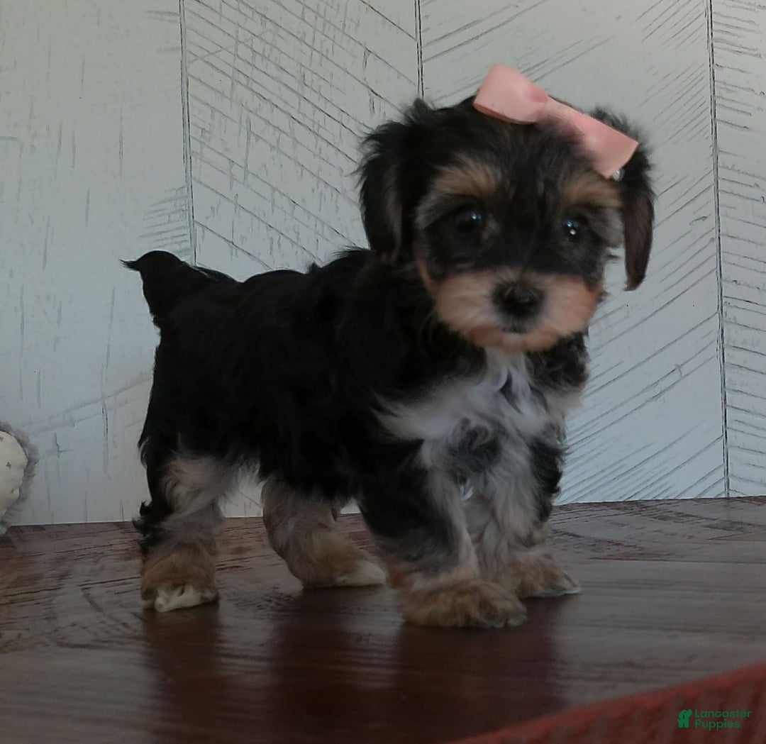 Yorkiepoo dogs for sale: Avery - Image 3