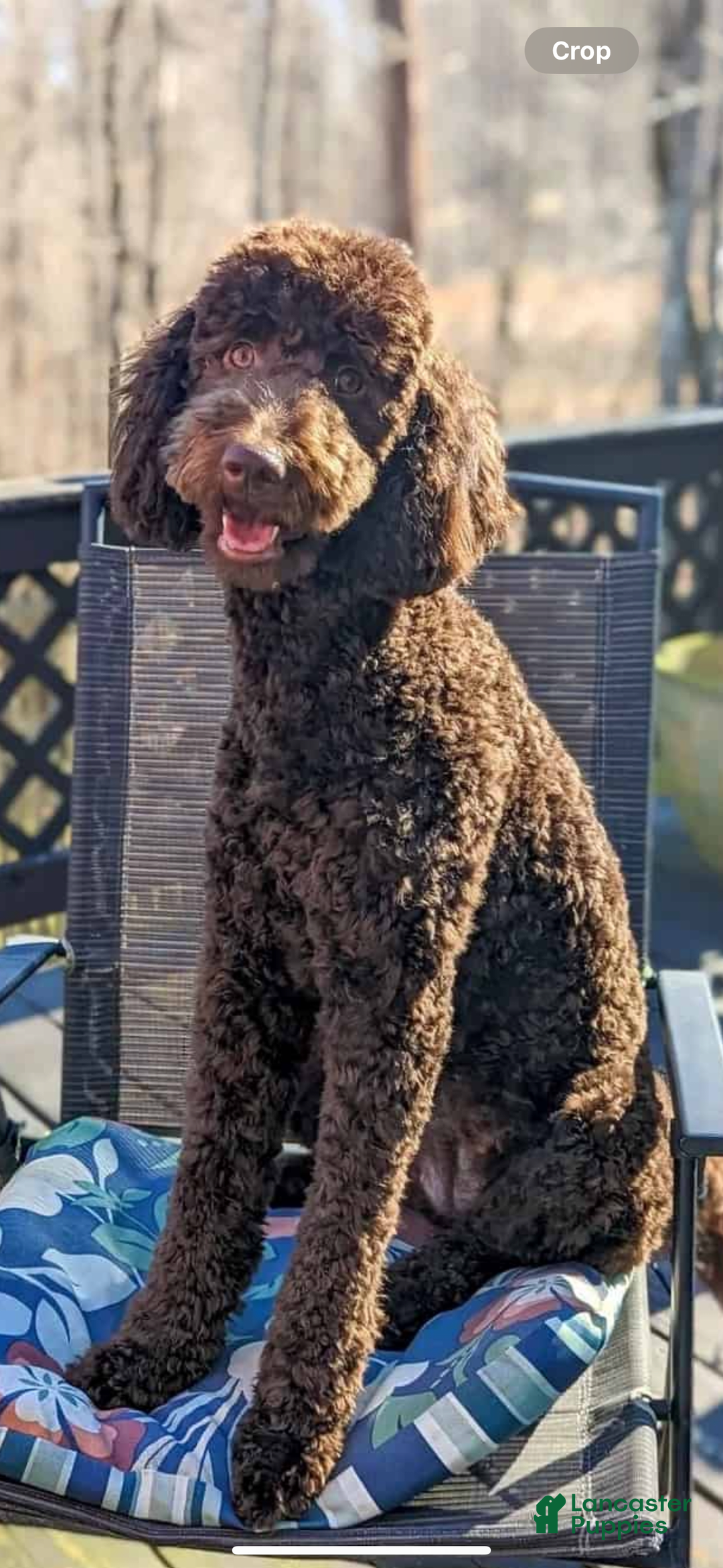 Goldendoodle dogs for sale: Gorgeous Creme Doodle - Image 11