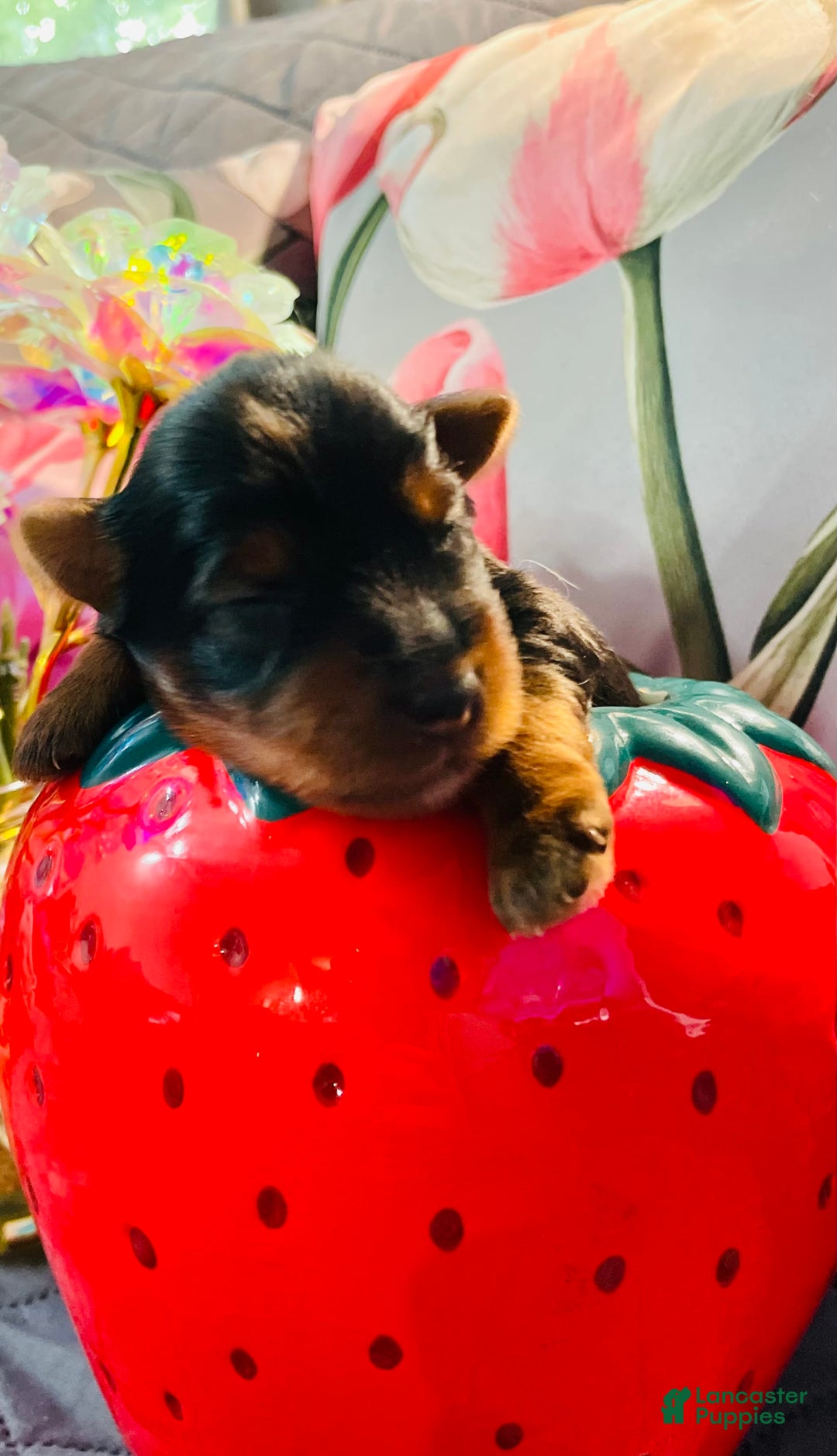 Yorkshire Terrier dogs for sale: Autumn - Image 1