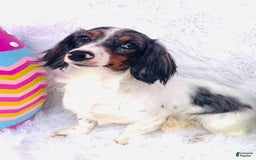 Miniature Dachshund dogs for sale: Libby LH - Image 12