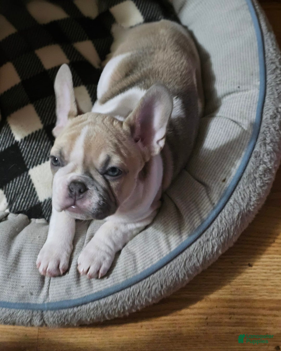 French Bulldog dogs for sale: April - Image 4